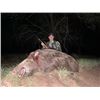 Image 3 : 5-day Argentina Wild Boar, Patagonia Ram, and Black Buck (shared by each hunter) Hunt for Four Hunte