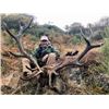 Image 2 : 5-day Spain Free-range Iberian Red Deer Hunt up to 230 SCI for One Hunter and One Observer