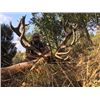 Image 4 : 5-day Spain Free-range Iberian Red Deer Hunt up to 230 SCI for One Hunter and One Observer
