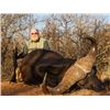 Image 4 : 10-day South Africa Cape Buffalo Hunt for Two Hunters and Two Non-hunters