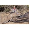 Image 5 : 10-day South Africa Cape Buffalo Hunt for Two Hunters and Two Non-hunters