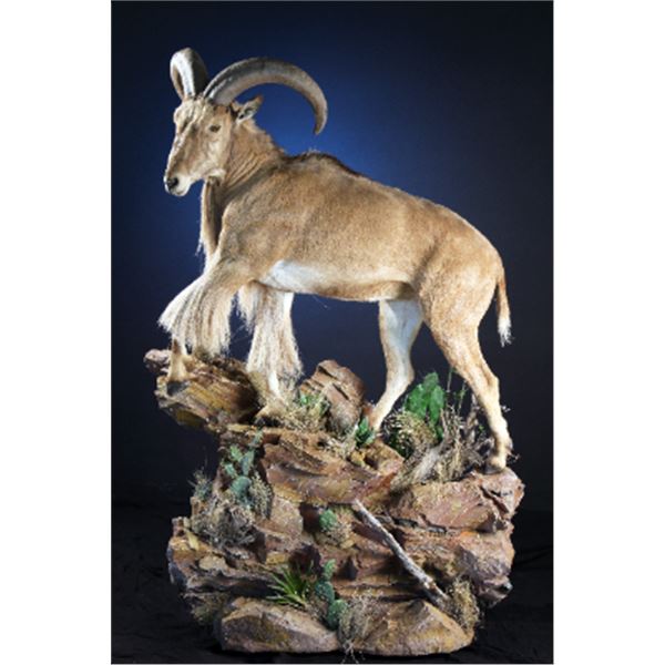 Taxidermy Services for a Custom Lifesize Sheep Mount