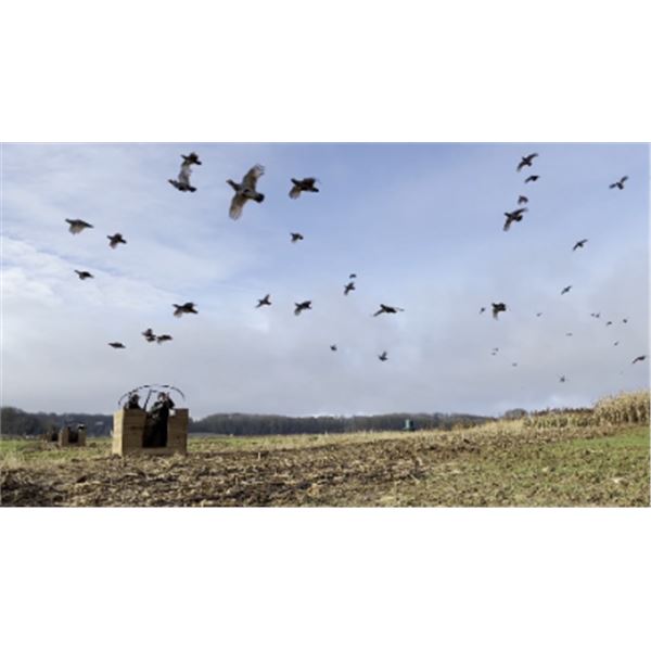 2-day/3-night France Driven Pheasant and Grey Partridge hunt for Two Hunters