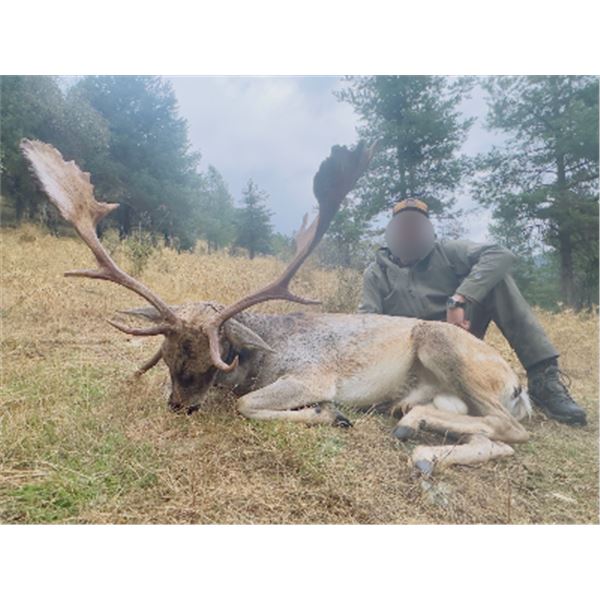 7-day/6-night Spain Fallow Deer and Roe Deer hunt for Two Hunters and Two Non-Hunters