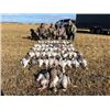 Image 1 : 3-day Saskatchewan Waterfowl Hunt for Four Hunters and Four Non-hunters
