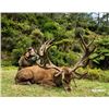 Image 1 : 5-day/4-night New Zealand Red Stag (up to 400 SCI) Hunt for One Hunter and One Non-Hunter