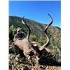 Image 2 : 10-day South Africa Plains Game Hunt for Two Hunter and Two Non-hunters