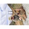 Image 3 : 10-day South Africa Plains Game Hunt for Two Hunter and Two Non-hunters