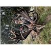 Image 2 : 5-day/4-night New Zealand Gold Medal Red Stag Hunt for One Hunter and One Non-hunter