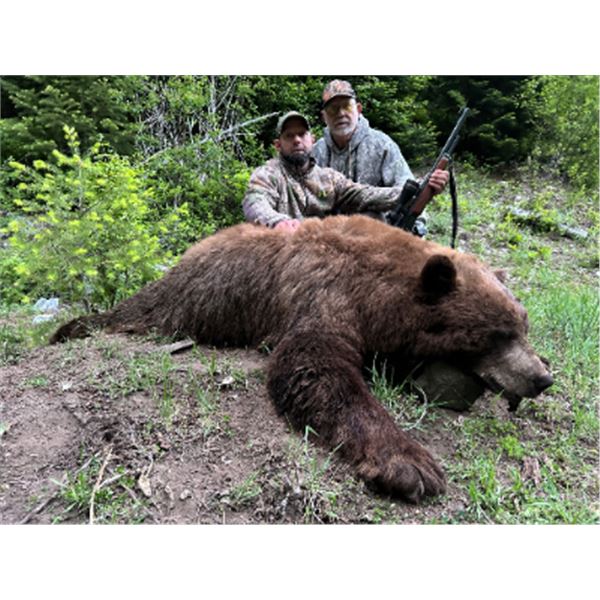 5-day Idaho Color Phase Black Bear Hunt for Two Hunters