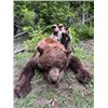 Image 2 : 5-day Idaho Color Phase Black Bear Hunt for Two Hunters