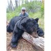Image 3 : 5-day Idaho Color Phase Black Bear Hunt for Two Hunters