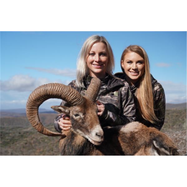 5-day Macedonia European Mouflons Hunt for Two Hunters