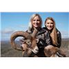 Image 1 : 5-day Macedonia European Mouflons Hunt for Two Hunters