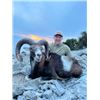 Image 2 : 5-day Macedonia European Mouflons Hunt for Two Hunters