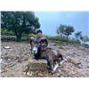 Image 3 : 5-day Macedonia European Mouflons Hunt for Two Hunters