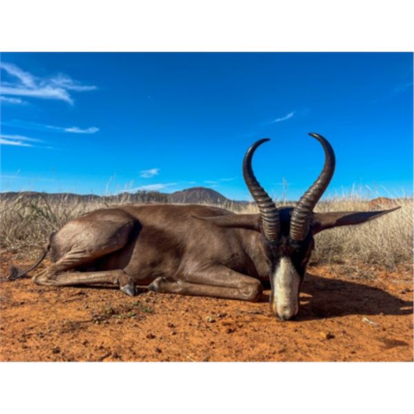 7-day South Africa Plains Game Hunt for Two Hunters and Two Non-Hunters
