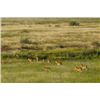 Image 2 : 7-day South Africa Plains Game Hunt for Two Hunters and Two Non-Hunters