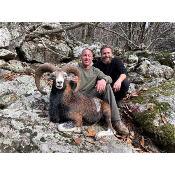 5-day (3-day hunt) France, French Mainland Corsican Mouflon Hunt Plus Sightseeing for One Hunter and