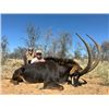 Image 1 : 5-day South Africa Sable (up to 40inches) Hunt for Three Hunters