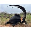 Image 3 : 5-day South Africa Sable (up to 40inches) Hunt for Three Hunters