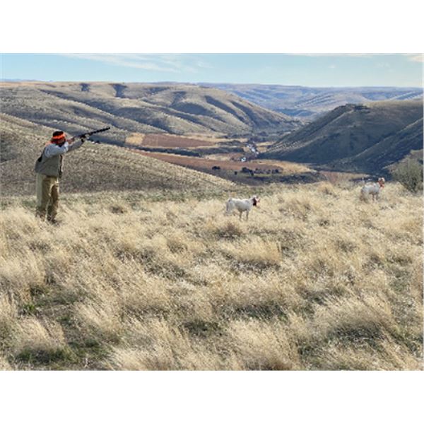3-nights/2 full days Oregon Upland Wingshooting for Two Hunters