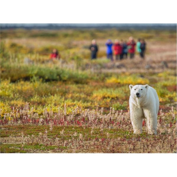 7-day Canadian Manitoba Sub Arctic Adventure for One, featuring a Polar Bear Walking Safari