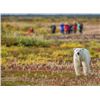 Image 1 : 7-day Canadian Manitoba Sub Arctic Adventure for One, featuring a Polar Bear Walking Safari
