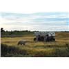 Image 2 : 7-day Canadian Manitoba Sub Arctic Adventure for One, featuring a Polar Bear Walking Safari