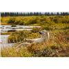 Image 3 : 7-day Canadian Manitoba Sub Arctic Adventure for One, featuring a Polar Bear Walking Safari