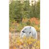 Image 4 : 7-day Canadian Manitoba Sub Arctic Adventure for One, featuring a Polar Bear Walking Safari