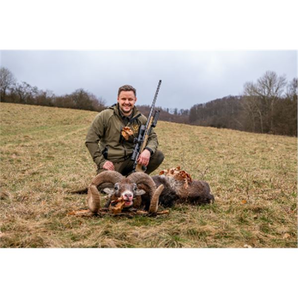 5-day Slovakia Red Stag, Fallow Deer and Mouflon Sheep Hunt for One Hunter One Non-hunter