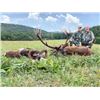 Image 2 : 5-day Slovakia Red Stag, Fallow Deer and Mouflon Sheep Hunt for One Hunter One Non-hunter