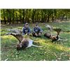 Image 3 : 5-day Slovakia Red Stag, Fallow Deer and Mouflon Sheep Hunt for One Hunter One Non-hunter