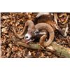 Image 4 : 5-day Slovakia Red Stag, Fallow Deer and Mouflon Sheep Hunt for One Hunter One Non-hunter