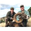 Image 1 : 5-day Spain Hunt with the Choice of One Red Deer, Mouflon or Fallow Deer Hunt for Two Hunter and Two