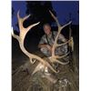 Image 3 : 5-day Spain Hunt with the Choice of One Red Deer, Mouflon or Fallow Deer Hunt for Two Hunter and Two