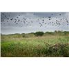 Image 2 : 4-day Argentina High Volume Dove Shooting and Bonus Black buck Trophy Hunt (1 trophy) for Four Hunte
