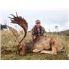Image 1 : 5-day Spain Fallow Deer or Roe Deer Hunt (hunters choice) for One Hunter and One Non-hunter