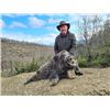 Image 1 : 5-day/4-night (3-hunting days) Italy Wild boar and Truffle Hunt for Two Hunts and Two Non-hunters