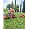 Image 2 : 5-day/4-night (3-hunting days) Italy Wild boar and Truffle Hunt for Two Hunts and Two Non-hunters