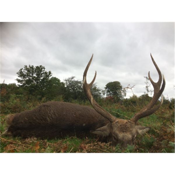 5-day England Manchurian Sika stag, Muntjac & Chinese Water Deer Hunt for One Hunter and One Observe