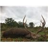 Image 1 : 5-day England Manchurian Sika stag, Muntjac & Chinese Water Deer Hunt for One Hunter and One Observe