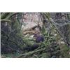 Image 2 : 5-day England Manchurian Sika stag, Muntjac & Chinese Water Deer Hunt for One Hunter and One Observe