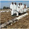 Image 1 : 3-day Arkansas Snow Goose Hunt for Six Hunters