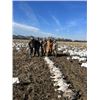Image 3 : 3-day Arkansas Snow Goose Hunt for Six Hunters