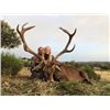 Image 1 : 6-day Spain Iberian Red Deer Hunt for One Hunter and One Non-hunter