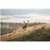 Image 2 : 5-day New Zealand Red Stag Hunt up to 499 SCI for Two Hunters