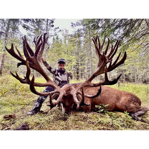 3-day/4-night Quebec Red Deer Hunt (up to 600 SCI) for One Hunter
