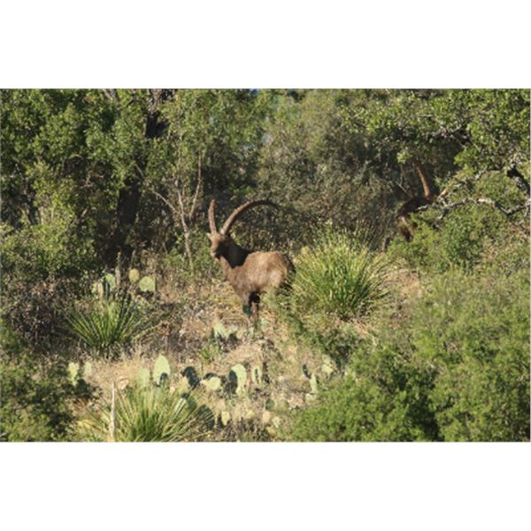 3-day /2-night Texas Best Available Alpine Ibex Hunt for One Hunter and One Non-hunter